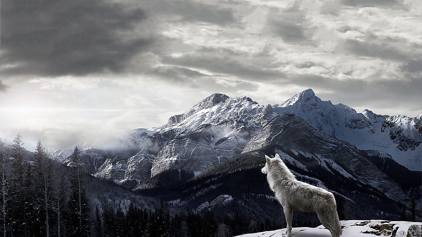 Top 79 Gray Wolf, 1600x900 HD wallpaper