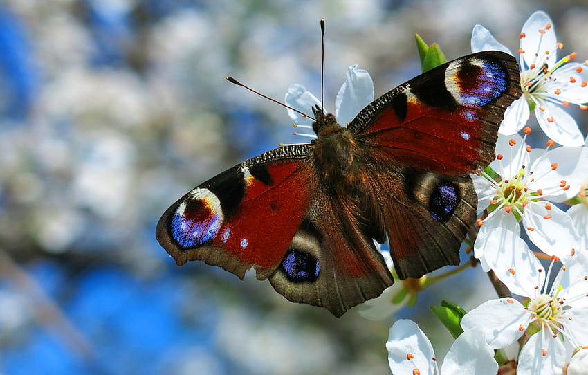 Makro, Blumen, Muster, Schmetterling, Flügel, Zweig, Frühling, Insekt, blühend, blauer Hintergrund, Kaisermotte, Abschnitt Makro, Frühlingsinsekt HD-Hintergrundbild