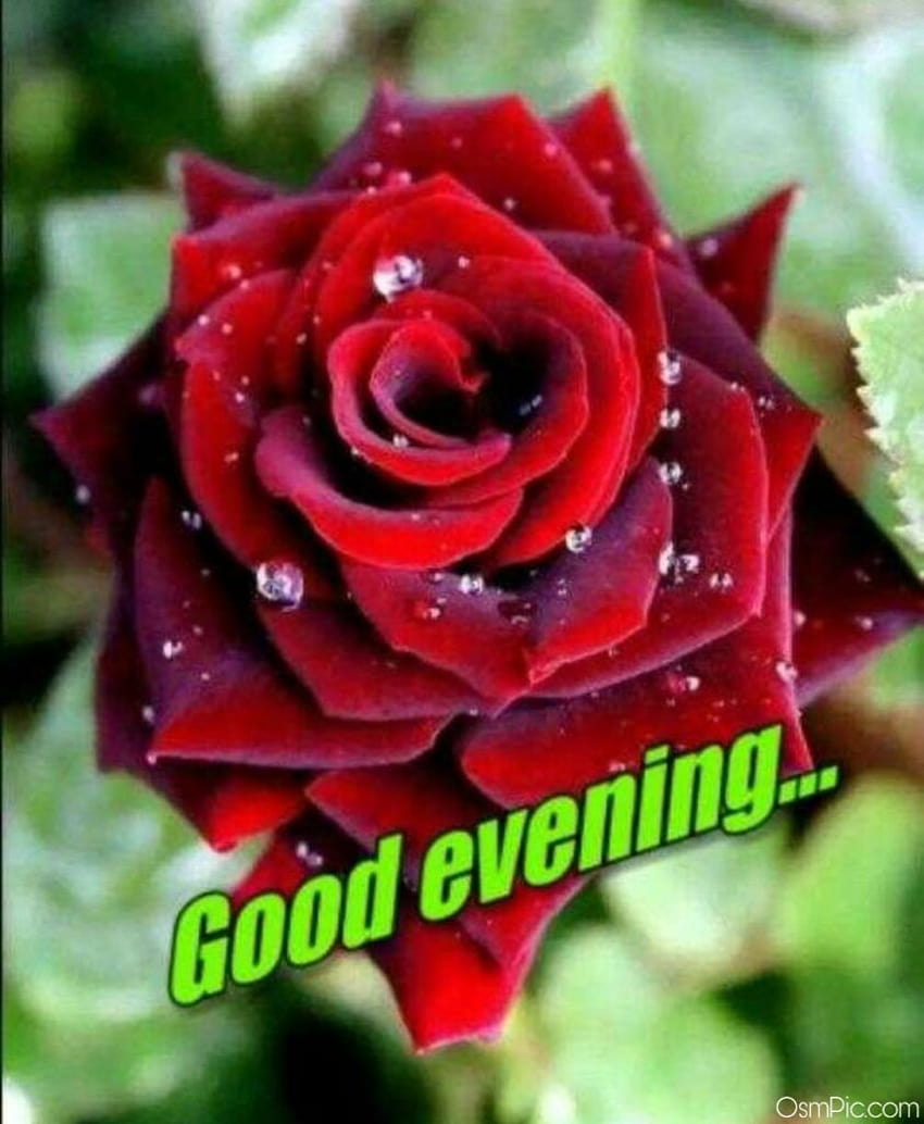 good evening roses