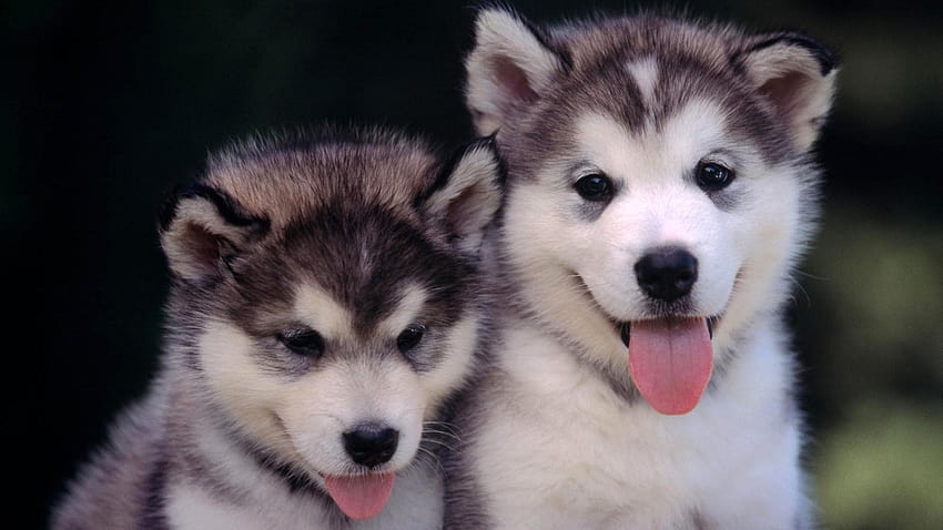 Baby Huskies, husky HD wallpaper | Pxfuel