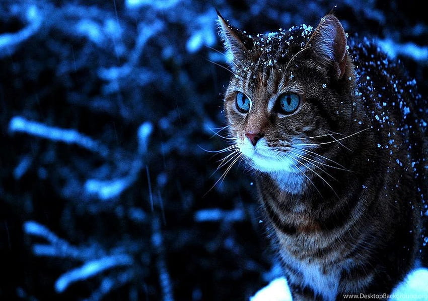 Koty: Snow Cat Winter Blue Tabby Eyes For 16:9... Tła, koty w śniegu Tapeta HD