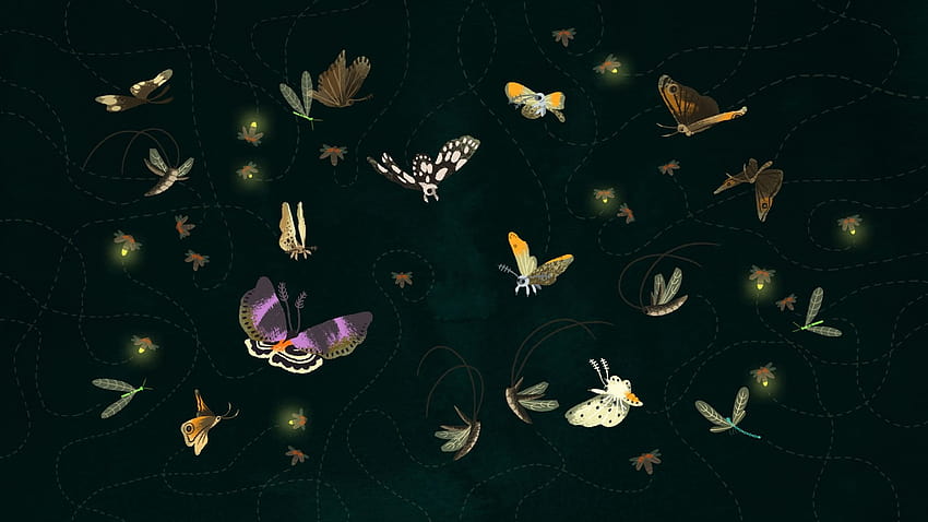 나비 나방과 반딧불 나방, 나비와 나방 HD 월페이퍼