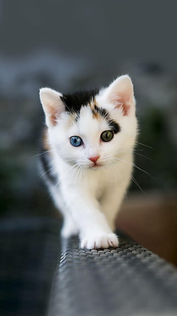 Cute Kitten iPhone Wallpapers Free Download