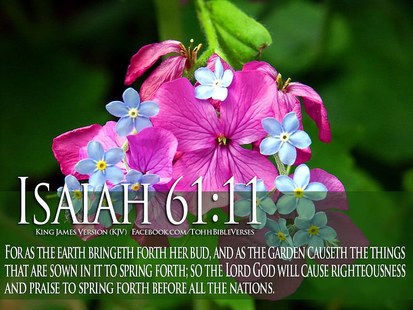 Bibelverse über Gottes Liebe Jesaja 61 11 Blume, Frühlingsbibelvers HD-Hintergrundbild