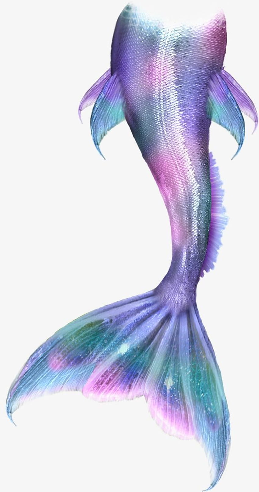 mermaid tail designs HD phone wallpaper