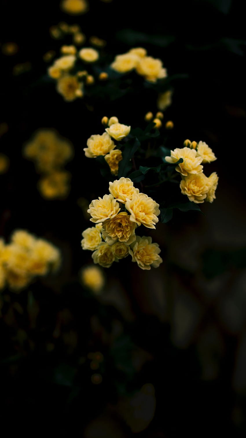 30 Yellow Rose HD Wallpapers and Backgrounds