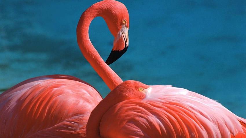 flamingo paskah Wallpaper HD