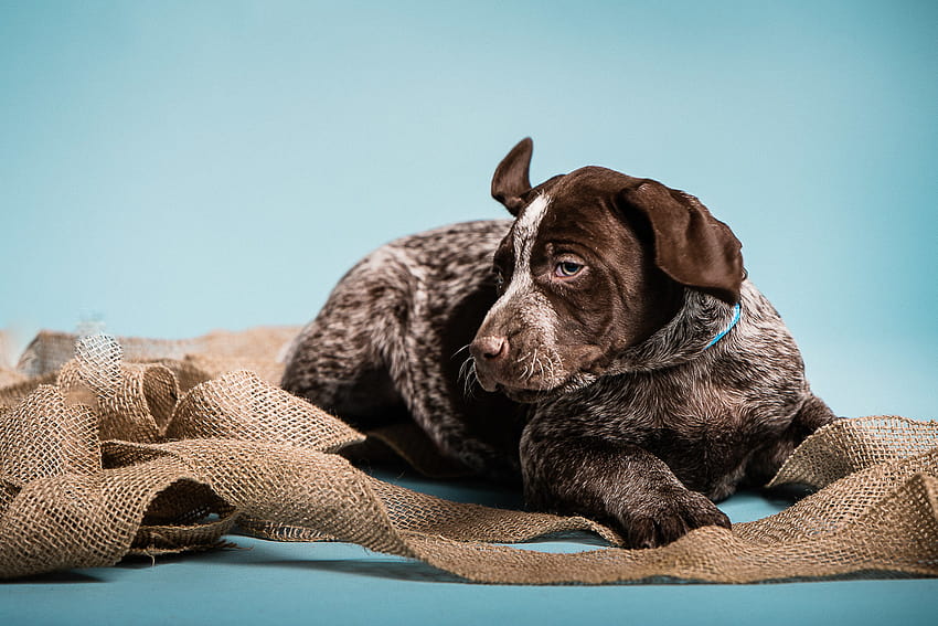 Puppy Love: German Shorthaired Pointers, german short tail pointer HD wallpaper