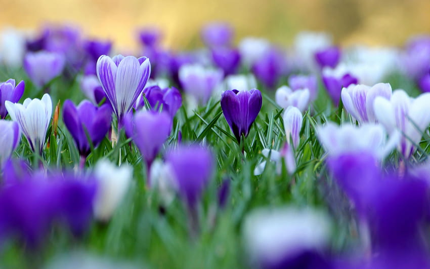 クロッカス、春、紫の花、すぐ、紫色のクロッカス 高画質の壁紙