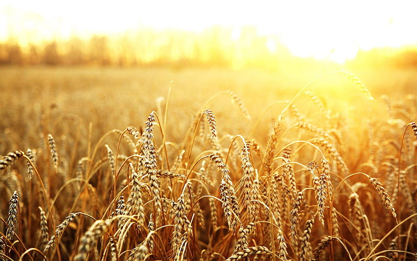 Цвете Жълти полета Красиво оризово поле HD тапет