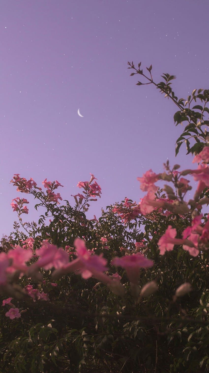 Flower Under Night Sky, aesthetic black flower HD phone wallpaper | Pxfuel