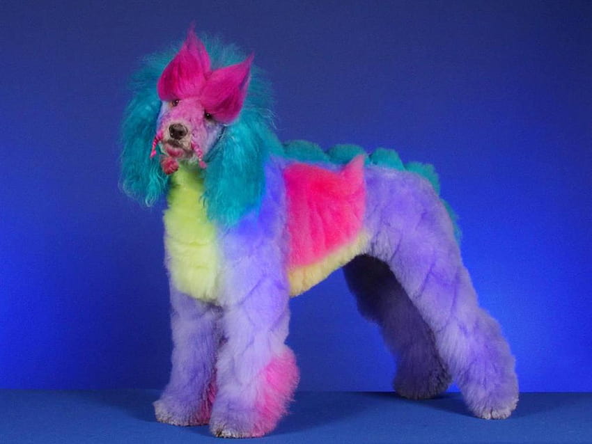 Rainbow Dog, rainbow puppies HD wallpaper