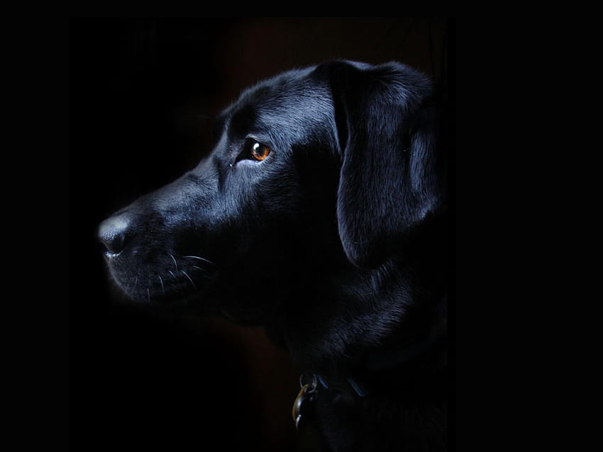 black lab puppy HD wallpaper