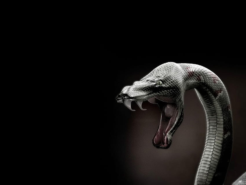멋진 방울뱀, 방울뱀 HD 월페이퍼