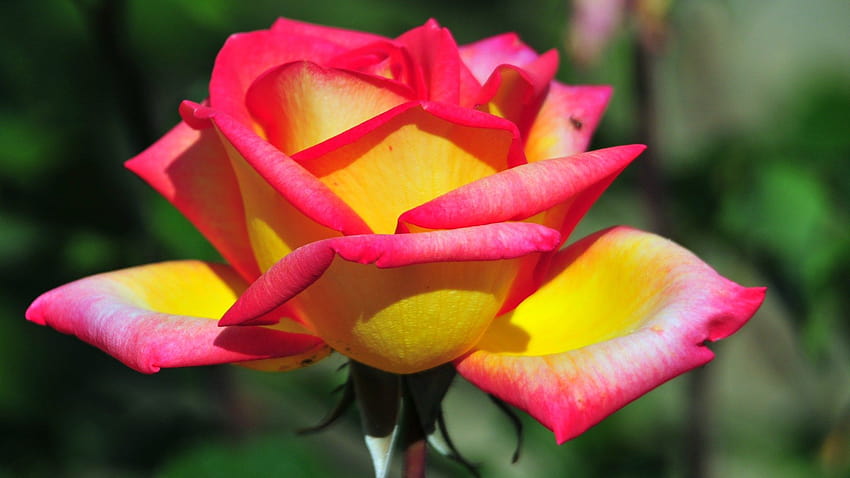 J'aime bien l'album Nature à son meilleur sur les fleurs roses rouges et jaunes Fond d'écran HD
