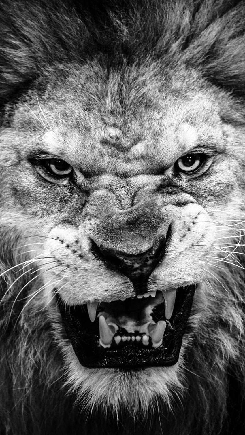 Roaring Lion, black lion HD phone wallpaper