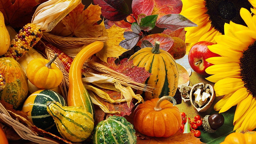 タグ : カボチャの葉 収穫 野菜 秋, 感謝祭のとうもろこし 高画質の壁紙