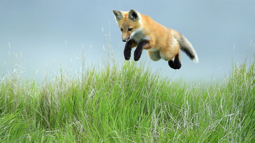 Fox hunts mice and, fox spring HD wallpaper