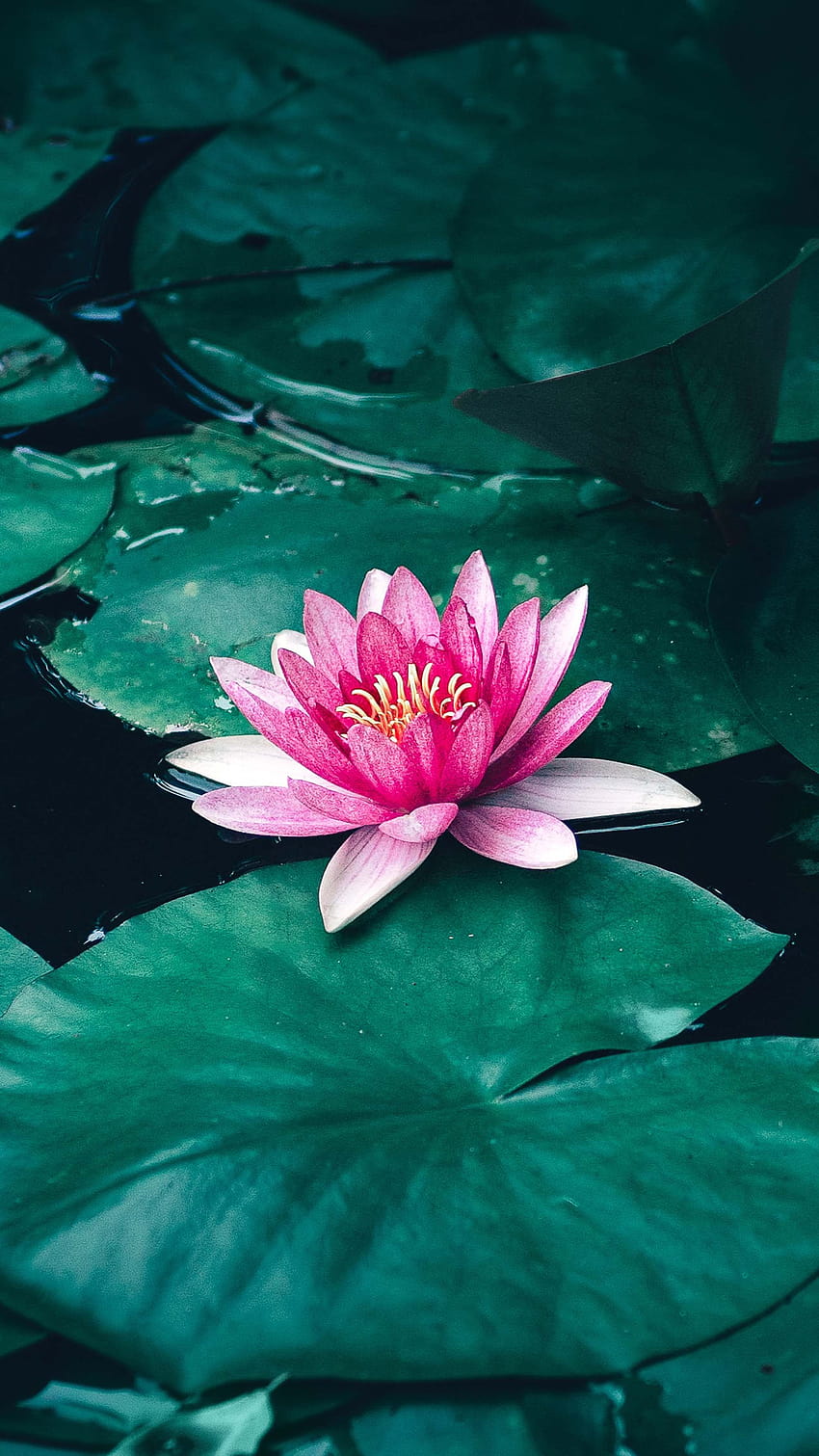 Lotus Flower Leaves Lake Ultra Mobile, лотосов цвят ултра HD тапет за телефон