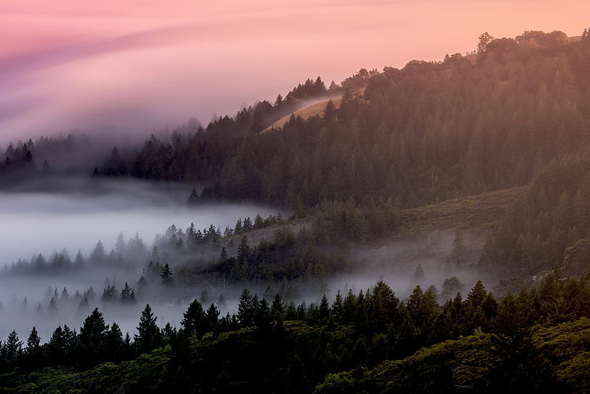 Wald, Morgen, Nebel, Nebel, Berge, Blaue Stunde, Nebelgebirgsbaumfluss HD-Hintergrundbild