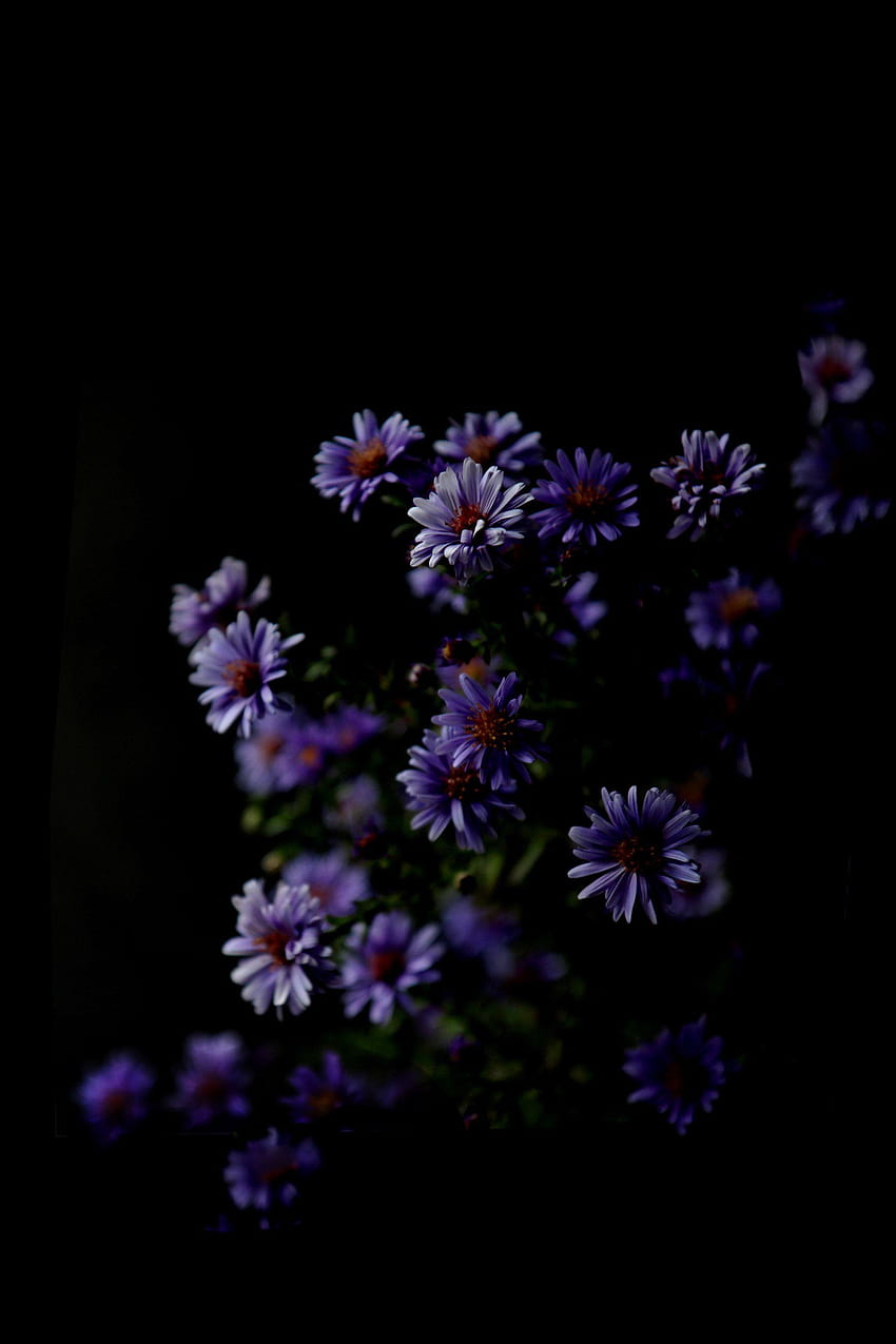 aster, estetika bunga gelap wallpaper ponsel HD