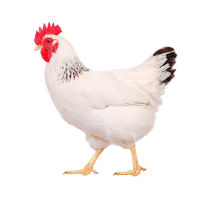 Бяло пиле Животно пиле. шутърсток, видове пиле HD тапет