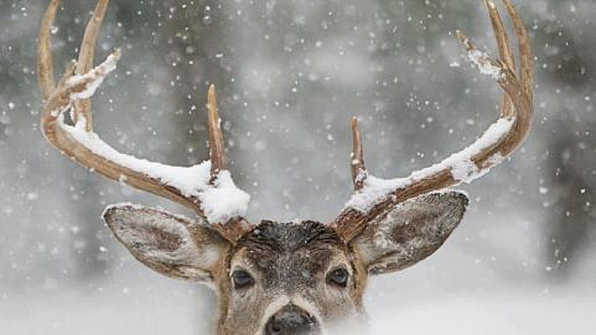 Животно Сняг, селскостопански животни зима HD тапет