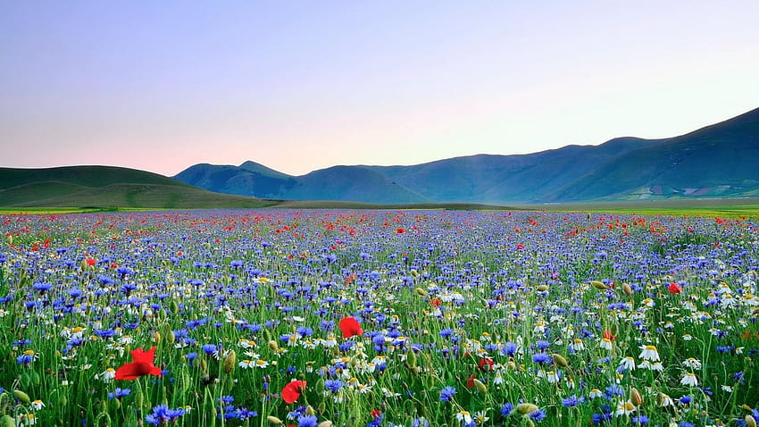 Hermoso prado de flores, prado de flores y montañas fondo de pantalla