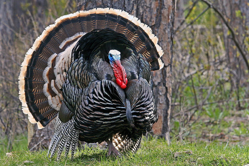 Wild Turkey HD wallpaper