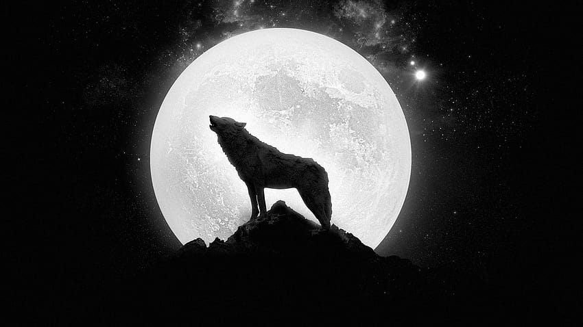 Big Wolf Pics, big moon light HD wallpaper