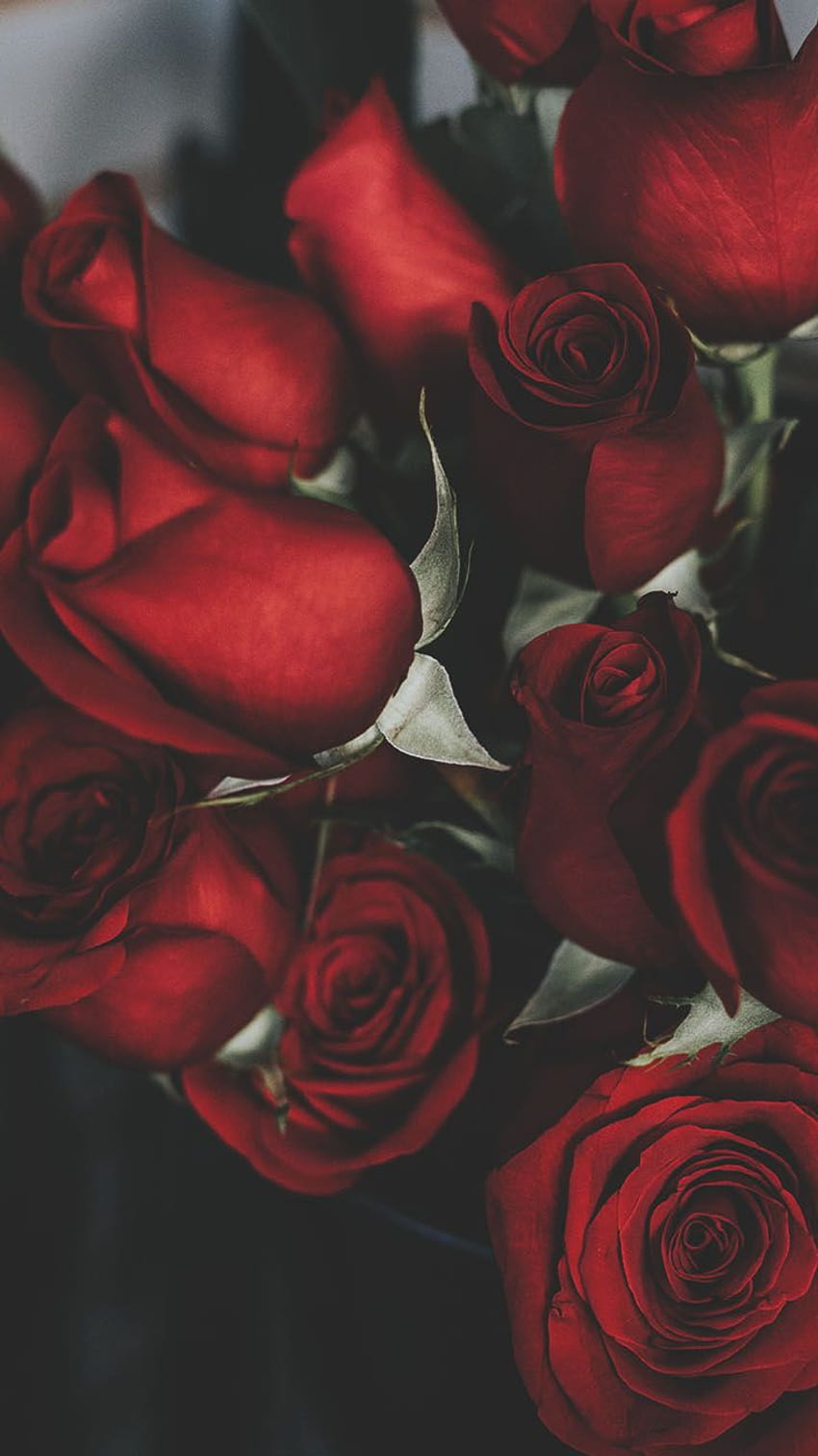 Red Roses iPhone, valentines day preppy HD phone wallpaper | Pxfuel