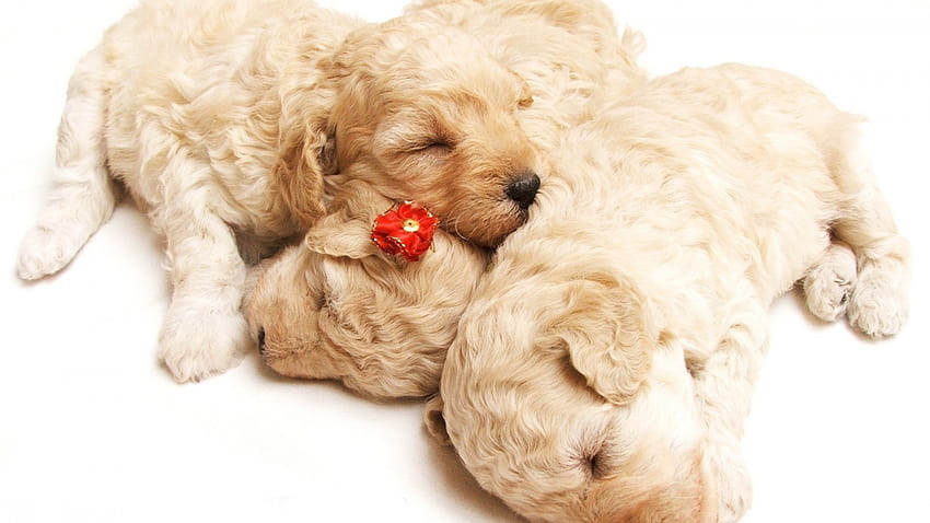 : sleeping, holiday, puppies, curly, dog like mammal, dog crossbreeds, dog breed, cavachon, goldendoodle, cavapoo, puppy love, schnoodle, miniature poodle, cockapoo, dandie dinmont terrier, poodle crossbreed, toy poodle 1920x1080 HD wallpaper