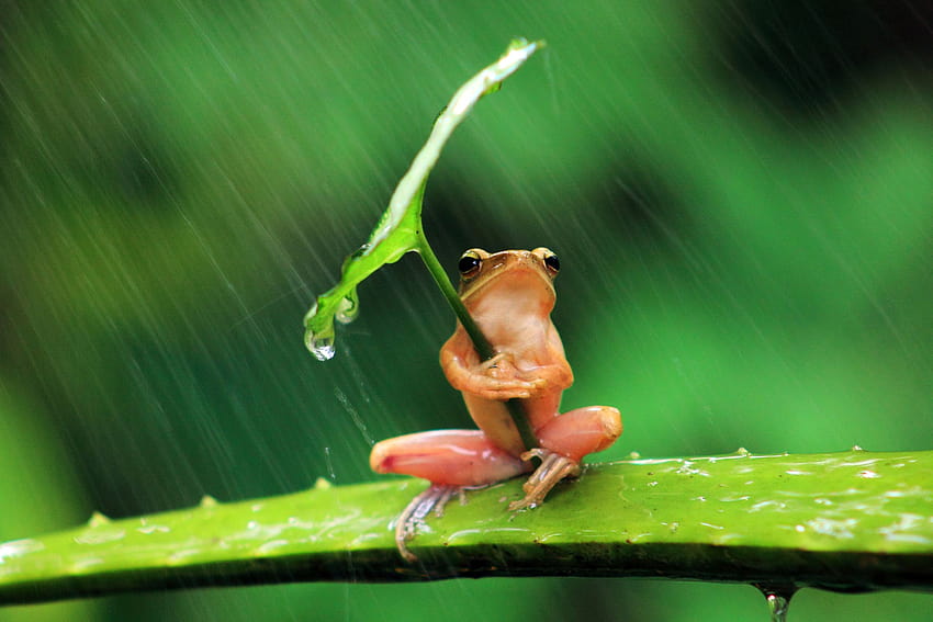 Frosch, Tiere, Natur, Regen, Blätter, Schilde, Humor, Amphibien / und mobile Hintergründe HD-Hintergrundbild