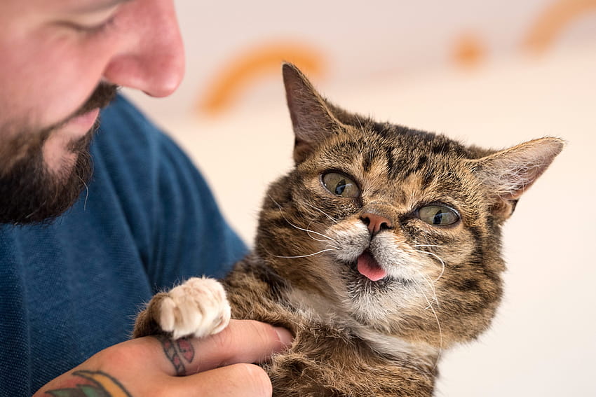 Lil Bub, gato viral de Internet, ha muerto fondo de pantalla