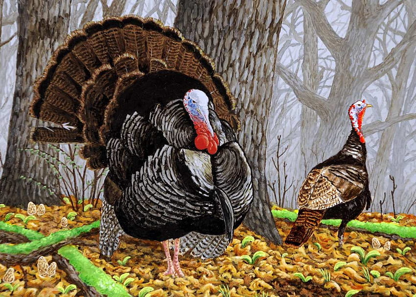 4 Wild Turkey HD wallpaper