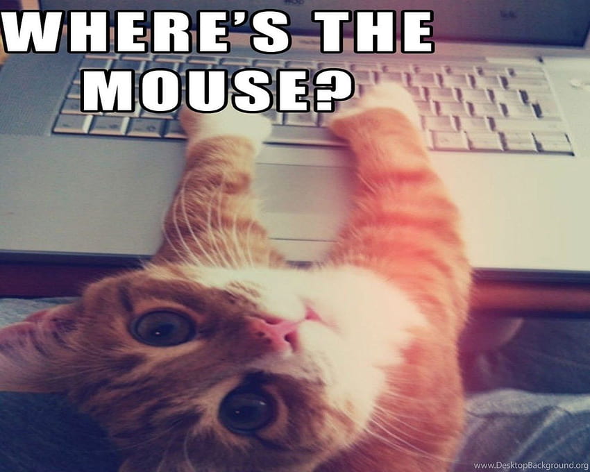 Katze Meme Zitat lustiger Humor mürrische Computerhintergründe HD-Hintergrundbild
