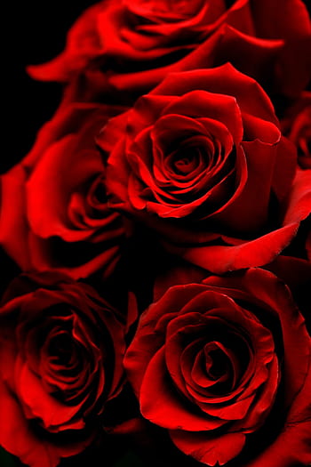 Wallpaper ID: 251172 / a beautiful red rose covered in small droplets of  water, roses 4k Phone Wallpaper