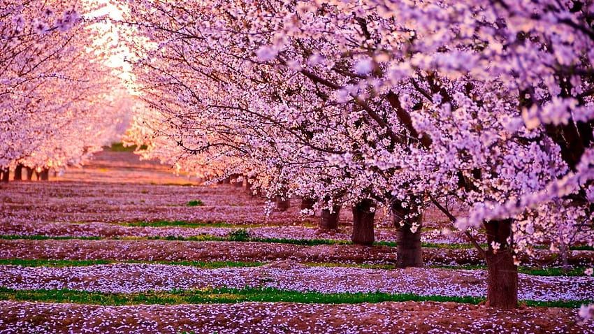 Cherry Blossom ที่สวยงามอะนิเมะดอกซากุระ วอลล์เปเปอร์ HD