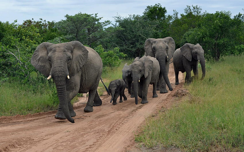 Elephant Herd, group of elephants HD wallpaper