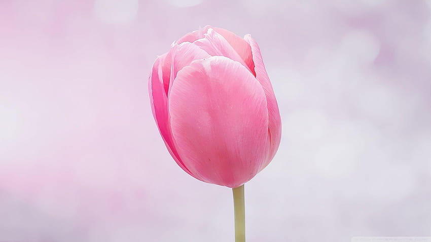 Single Pink Tulip ❤ per Ultra TV, fiore singolo Sfondo HD