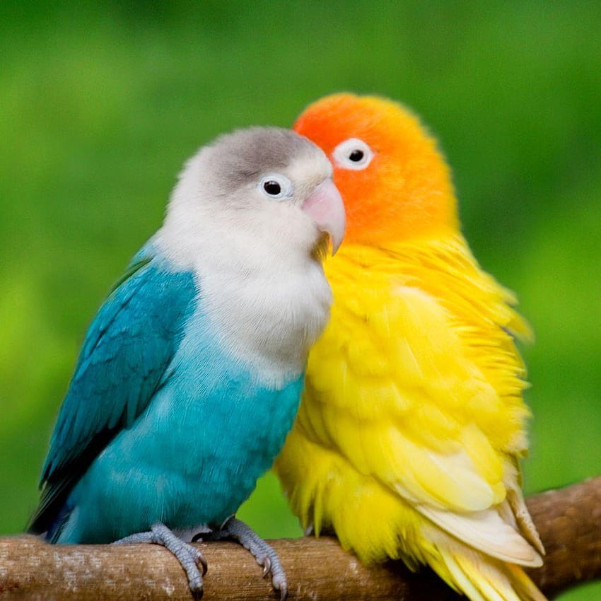 4 uccelli innamorati, uccelli innamorati di qualità, uccelli innamorati, bellissimi uccelli innamorati Sfondo del telefono HD