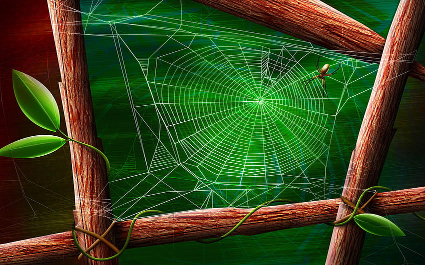 Spider and the web, spider net HD wallpaper | Pxfuel