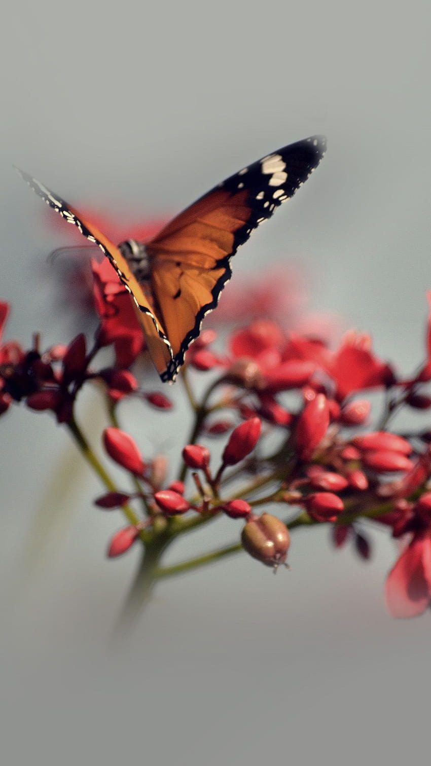 Orange Butterfly Pink Blooming Flowers Spring Grey Android, spring butterflies HD phone wallpaper