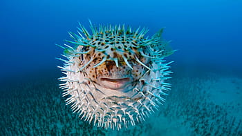 Pufferfish . Pufferfish HD wallpaper | Pxfuel