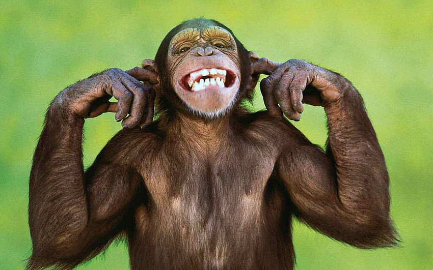 Lustiger Affe, verrückter Affe HD-Hintergrundbild