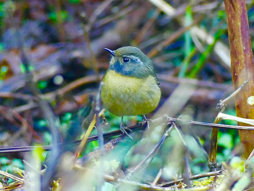 Angehender Vogelbeobachter: 2018, Rotkehlchen HD-Hintergrundbild