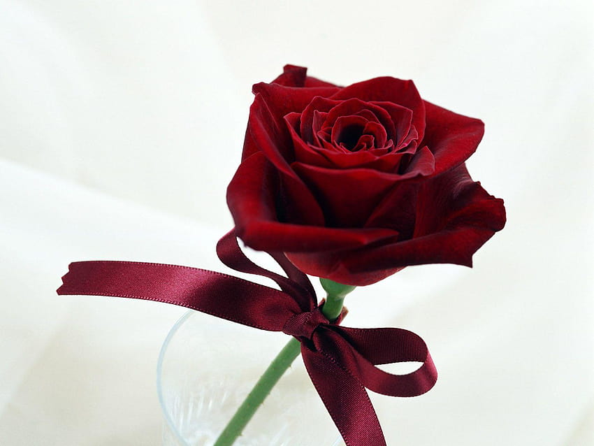 Dark Red Single Rose backgrounds HD wallpaper