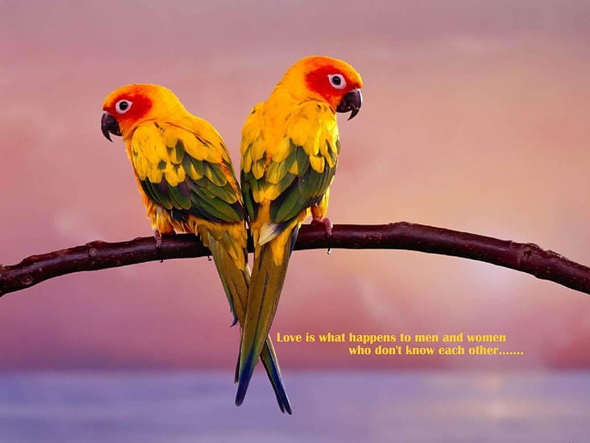 : Love Birds, piccioncini Sfondo HD