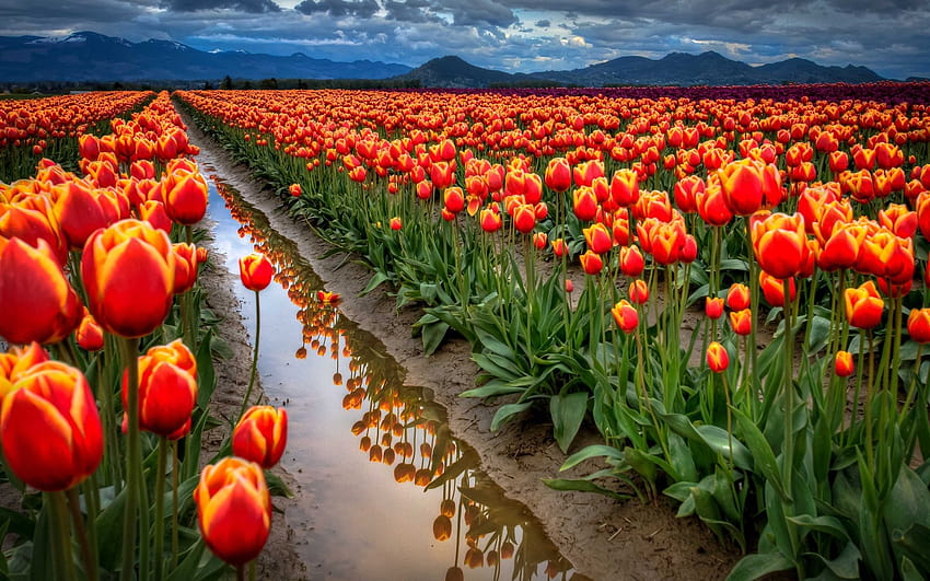 Tulips field, orange flowers, sky, clouds, mountains, mountain of tulips HD wallpaper