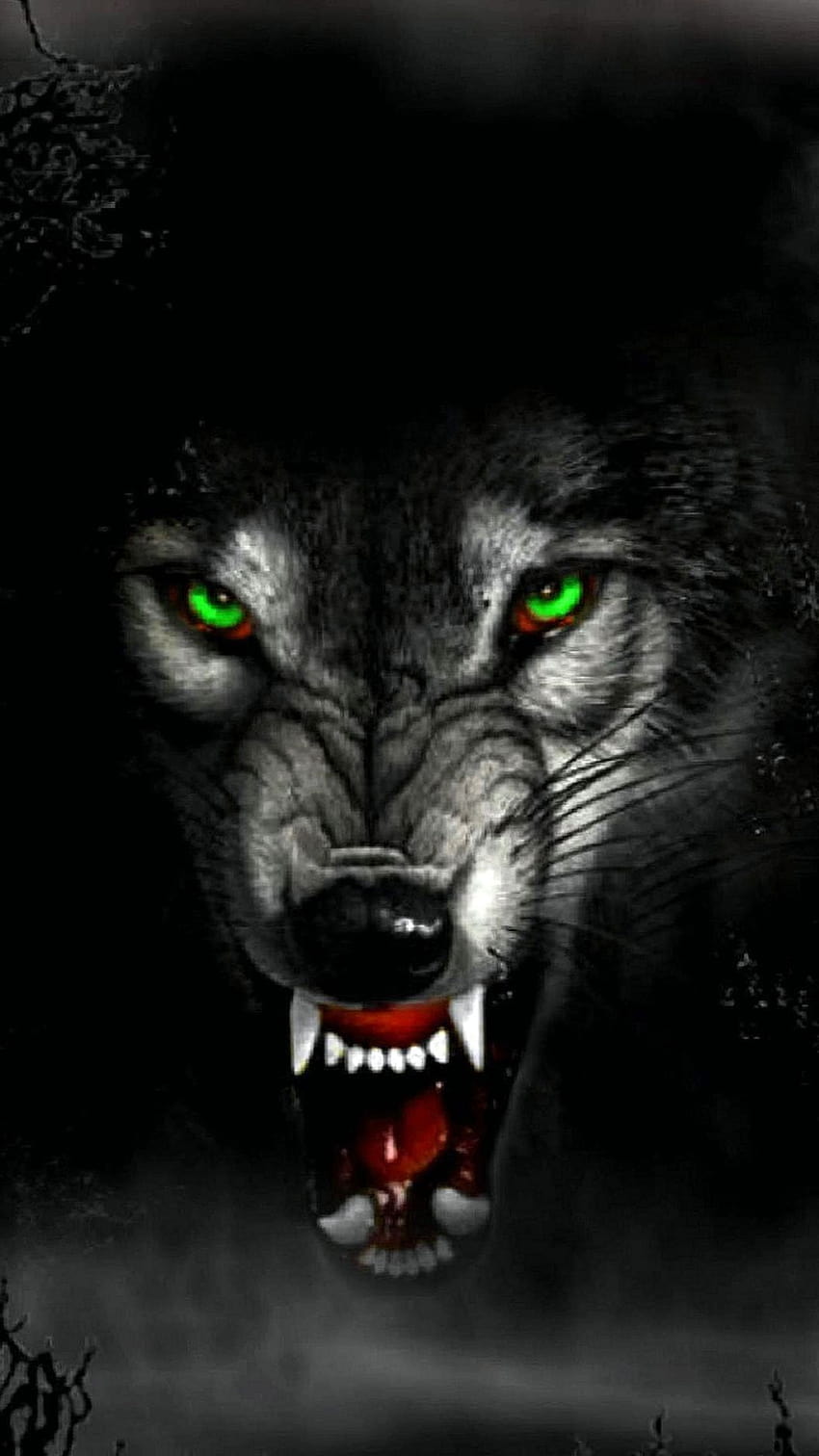 Wolf Angry, angry face HD phone wallpaper